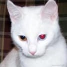 sag avatar